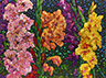 Floral Interpretation - Gladiolus